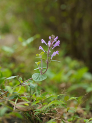 Scutellaria indica