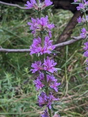 Lythrum salicaria