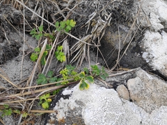 Apium prostratum filiforme