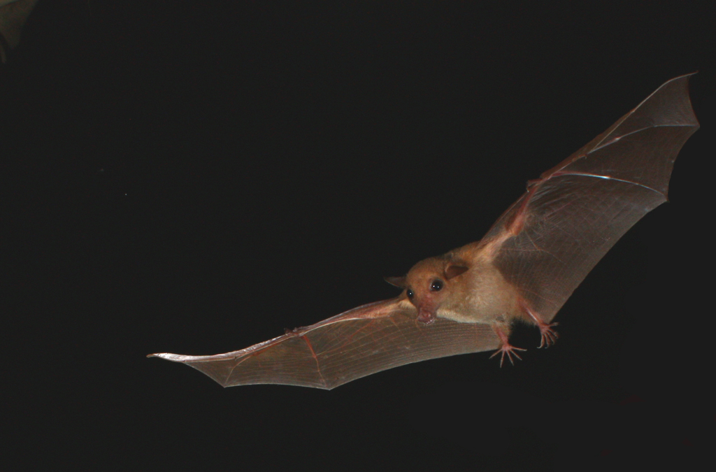 Long-tongued Fruit Bats