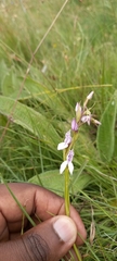 Brownleea recurvata