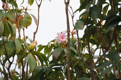 Rhododendron moulmainense