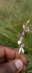 Brownleea recurvata