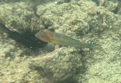 Thalassoma trilobatum
