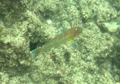 Thalassoma trilobatum