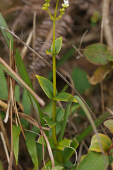 Hedyotis