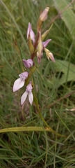 Brownleea recurvata