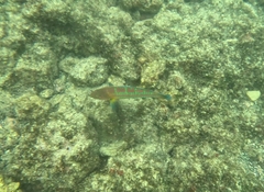 Thalassoma trilobatum