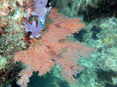 Melithaea zimmeri