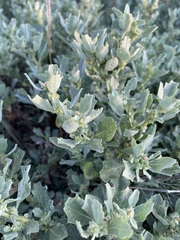 Atriplex muelleri