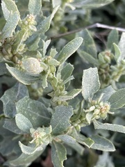 Atriplex muelleri