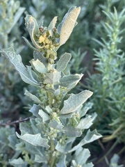 Atriplex muelleri