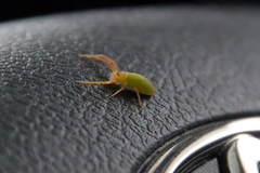 Cetratus rubropunctatus