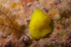 Leucetta chagosensis