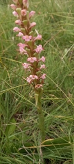 Satyrium