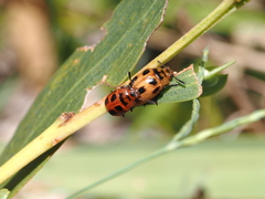 Calomela crassicornis