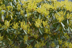 Machilus