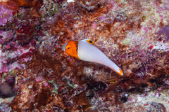 Cetoscarus ocellatus