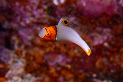 Cetoscarus ocellatus