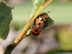 Calomela crassicornis
