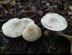 Clitocybe phyllophila
