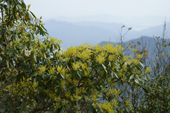 Machilus