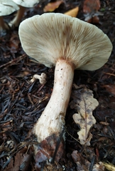 Clitocybe phyllophila