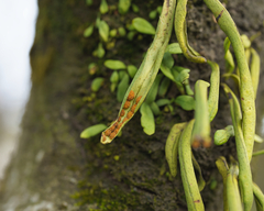 Polypodiaceae