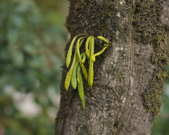 Polypodiaceae