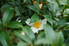 Theaceae