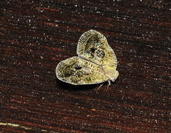 Ricaniidae