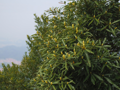 Machilus
