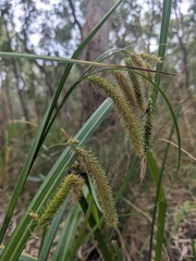 Carex fascicularis