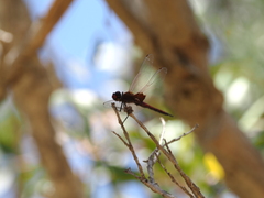Tramea loewii
