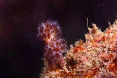 Pseudodistoma arborescens