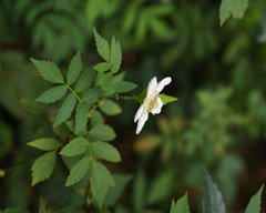 Rubus rosifolius