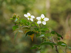Rubus rosifolius