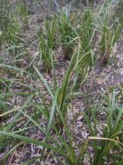 Carex fascicularis