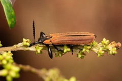Rhinotia venusta