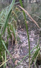 Carex fascicularis