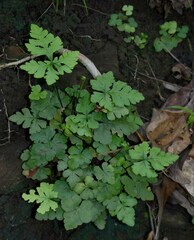 Doryopteris concolor