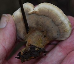 Phylloporia