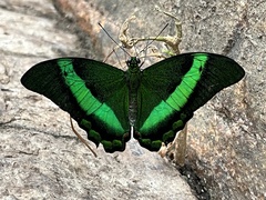 Papilio palinurus