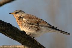Turdus pilaris