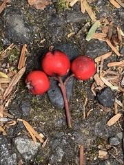 Photinia niitakayamensis