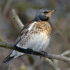 Turdus pilaris
