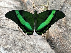Papilio palinurus
