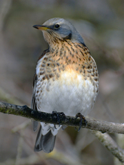 Turdus pilaris