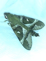 Nephele argentifera