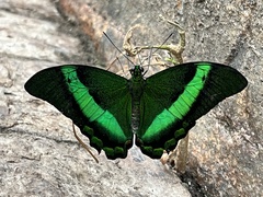 Papilio palinurus